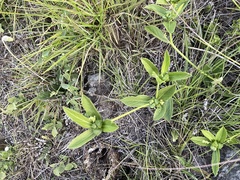 Bernardia multicaulis