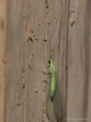 Ceraeochrysa lineaticornis