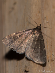 Idia scobialis