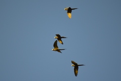 Orthopsittaca manilatus