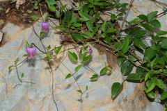 Clematis vinacea