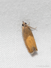 Dichrorampha bittana