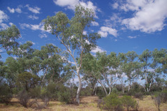Eucalyptus camaldulensis arida
