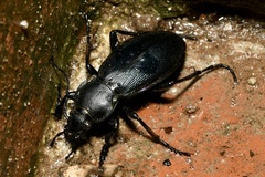 Carabus scheidleri