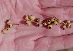 Eucalyptus camaldulensis arida