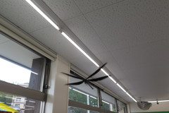 Atrocalopteryx atrata