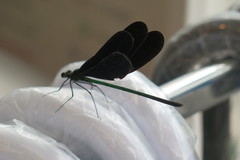 Atrocalopteryx atrata