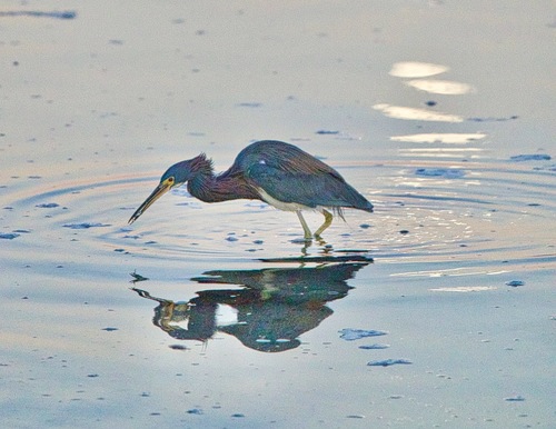 Garceta tricolor (Egretta tricolor)