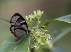 Ithomia agnosia zikani