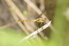 Erythrodiplax funerea