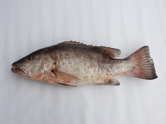 Lutjanus cyanopterus