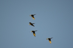 Orthopsittaca manilatus