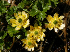 Kumlienia cooleyae