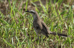 Mimus saturninus