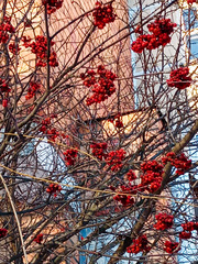 Sorbus aucuparia