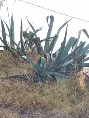 Agave