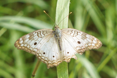 Anartia jatrophae
