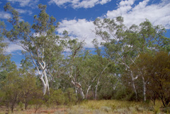 Eucalyptus camaldulensis arida