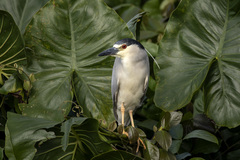 Nycticorax nycticorax
