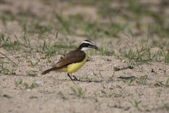 Pitangus sulphuratus
