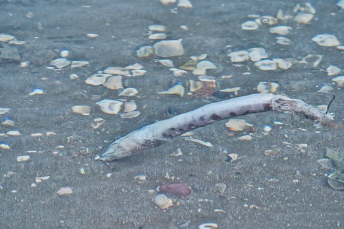 Ditch snake eel (Herpetoichthys fossatus) — Ophichthidae