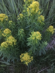 Euphorbia palustris