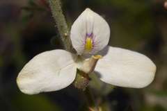 Carlowrightia neesiana