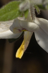 Carlowrightia neesiana