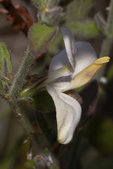 Carlowrightia neesiana