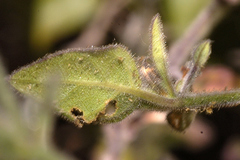 Carlowrightia neesiana