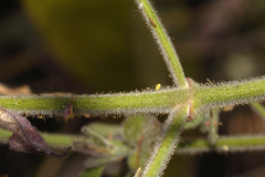 Carlowrightia neesiana