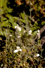 Carlowrightia neesiana