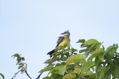 Tyrannus melancholicus