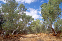 Eucalyptus camaldulensis arida