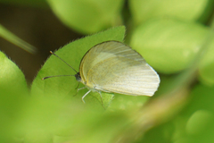 Eurema daira