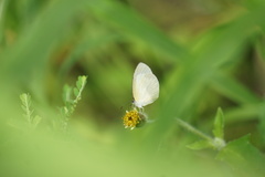 Eurema daira