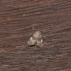 Parapoynx tenebralis