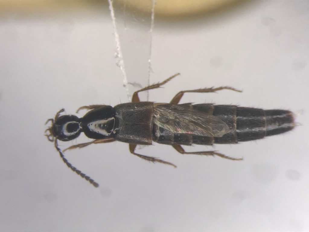 Philonthus lomatus