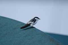 Tachycineta albiventer