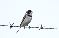 Sporophila albogularis