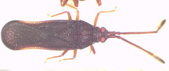 Perissonemia sodalis