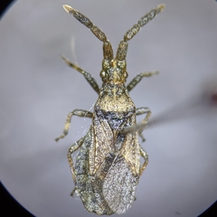 Scolopocerus secundarius