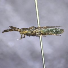 Scolopocerus secundarius