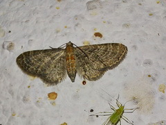 Eupithecia haworthiata