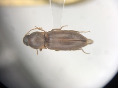 Agriotes mancus