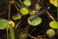 Cyanallagma interruptum