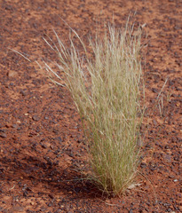 Aristida contorta