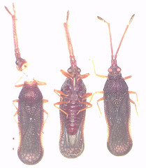 Perissonemia sodalis
