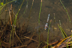 Rhionaeschna variegata
