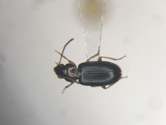 Bradycellus neglectus